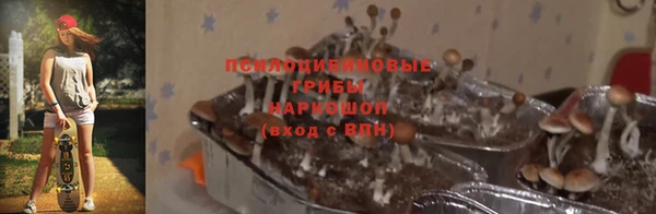 СК Вязьма